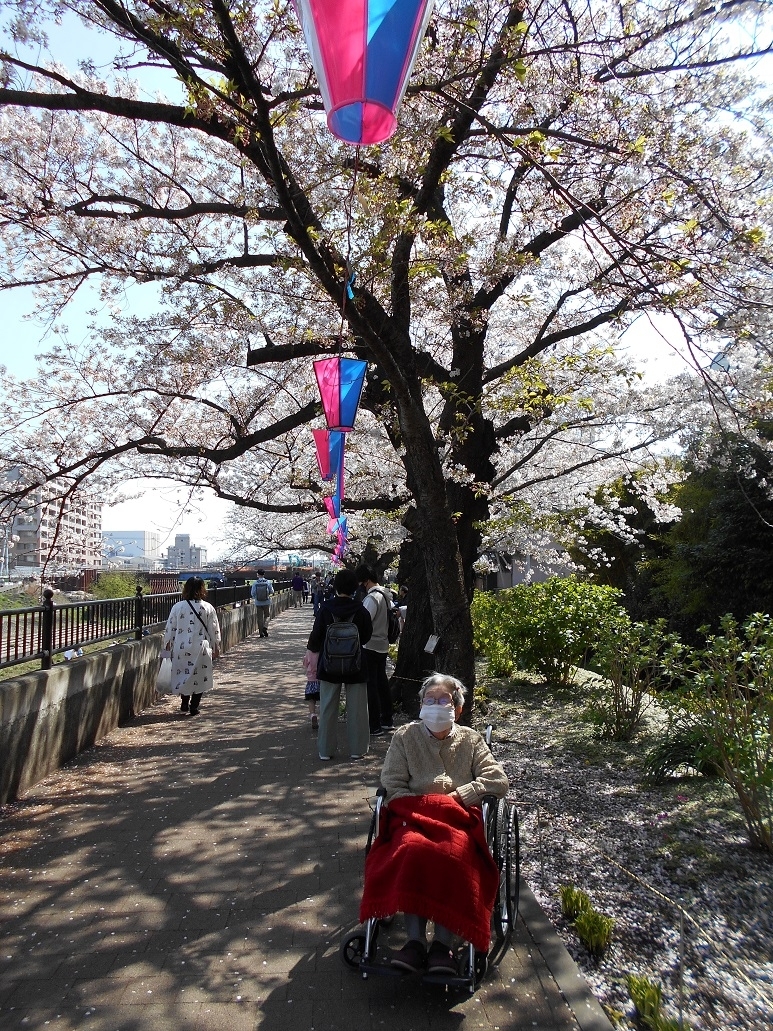 桜の下で③