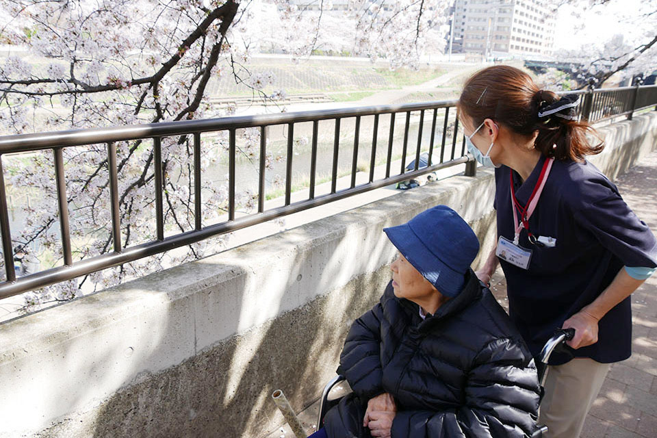 柏尾川桜